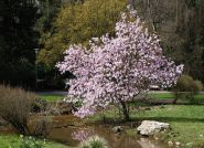 Magnolia - drzewa i krzewy z zachwycającymi kwiatami