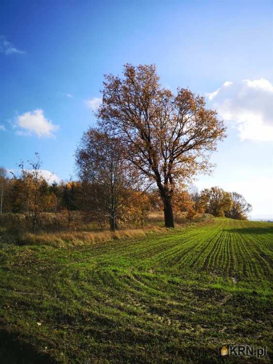 Działki  na sprzedaż, Pisarzowice, ul. , 