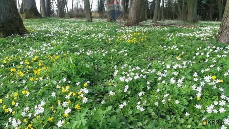 Paplin, ul. , , Lokal użytkowy  na sprzedaż